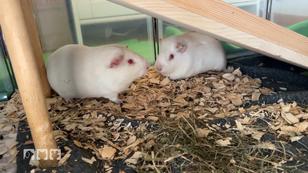 Nemo und Nino bekommen ein Aktivgehege Nemo und Nino bekommen ein Aktivgehege