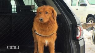 Der Tag der Lawinen-Suchhund-Prüfung Der Tag der Lawinen-Suchhund-Prüfung