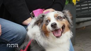 Bei Australian Shepherd-Hündin Emma wird ein Lipom entfernt Bei Australian Shepherd-Hündin Emma wird ein Lipom entfernt