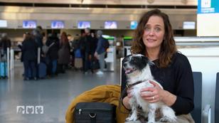 Fliegen mit Hund! Fliegen mit Hund!