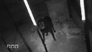 Tierschutz: Verwahrloste Hunde werden gefüttert Tierschutz: Verwahrloste Hunde werden gefüttert