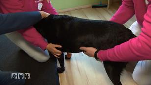 Ein Hund in Not Ein Hund in Not