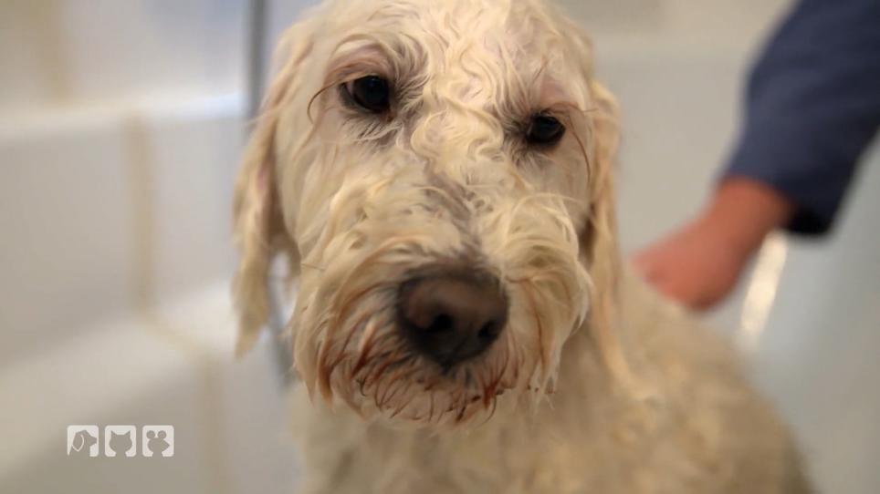 Föhn für einen Labradoodle? Föhn für einen Labradoodle?