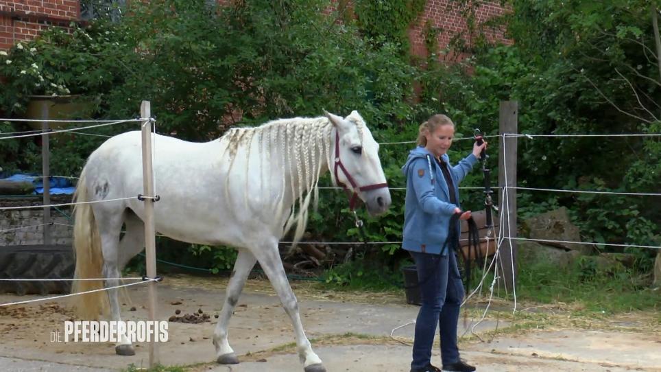 Bodenarbeit ist mit diesem Pferd nicht möglich Bodenarbeit ist mit diesem Pferd nicht möglich