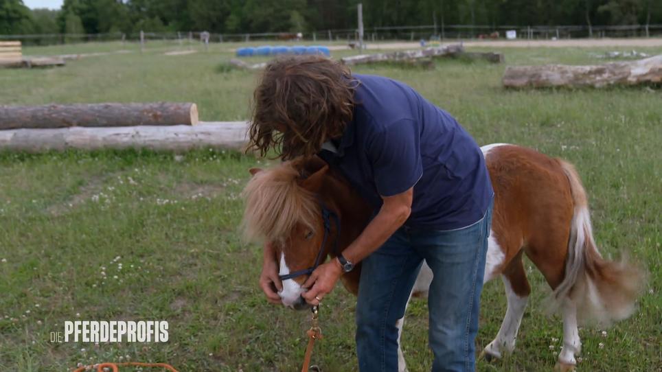 Pferdeprofi Uwe betreibt "Natural Horsemanship" mit Linus Pferdeprofi Uwe betreibt "Natural Horsemanship" mit Linus