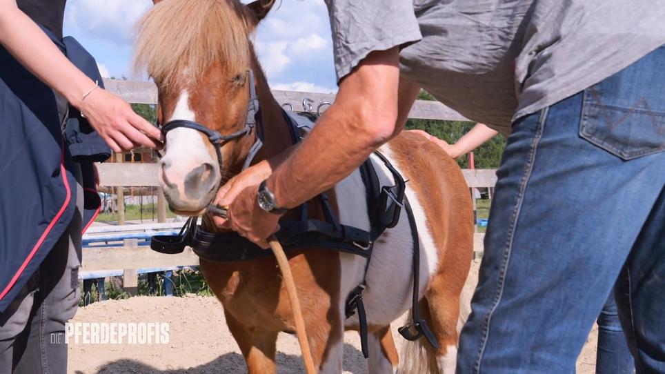 Training mit Shetlandpony Linus Training mit Shetlandpony Linus