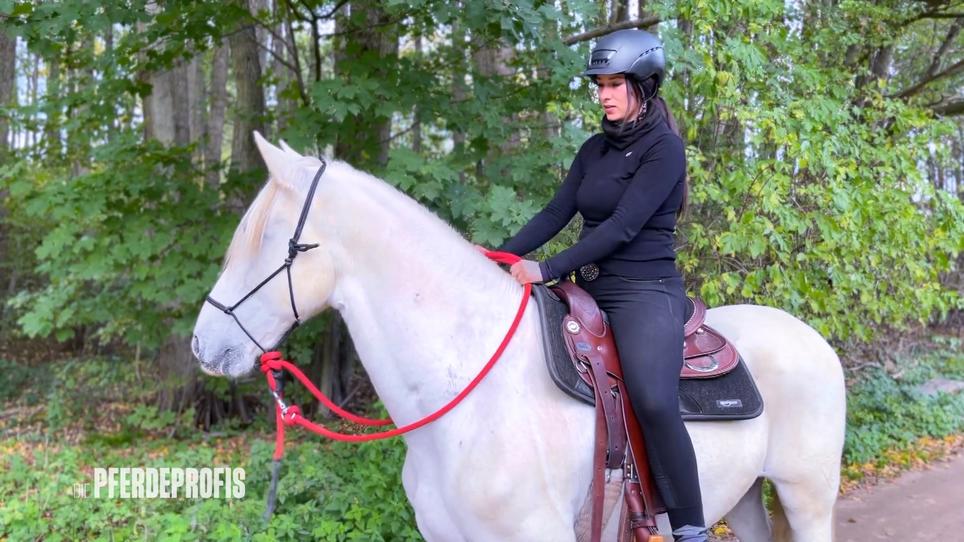 Jenny reitet alleine mit Noble aus Jenny reitet alleine mit Noble aus