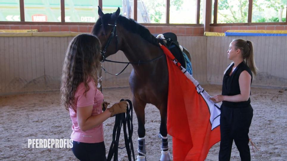 Wallach Sunny lässt sich nicht reiten Wallach Sunny lässt sich nicht reiten