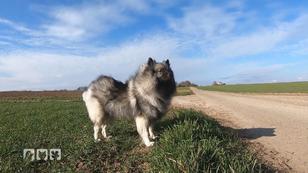 Mit dem Wolfsspitz war es Liebe auf den ersten Blick Mit dem Wolfsspitz war es Liebe auf den ersten Blick