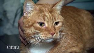 Mobiler Tiernotdienst hilft einer Katze mit Atemnot Mobiler Tiernotdienst hilft einer Katze mit Atemnot