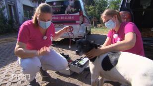 Ein Hund mit besonderen Vorlieben Ein Hund mit besonderen Vorlieben