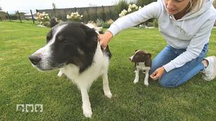 Passt Hündin Punky auch zu Lou und Ella? Passt Hündin Punky auch zu Lou und Ella?