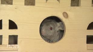 Irrtümer zur Chinchilla-Haltung Irrtümer zur Chinchilla-Haltung