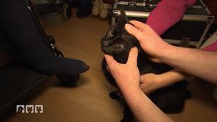 Mobiler Tiernotdienst: Ist diese Katze vergiftet? Mobiler Tiernotdienst: Ist diese Katze vergiftet?