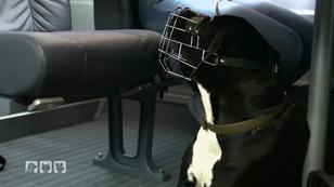 Bahnfahren mit Hund - da ist Training gefragt! Bahnfahren mit Hund - da ist Training gefragt!