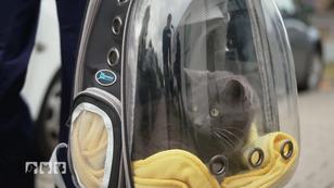 Katze Puma soll zum dritten Mal operiert werden Katze Puma soll zum dritten Mal operiert werden