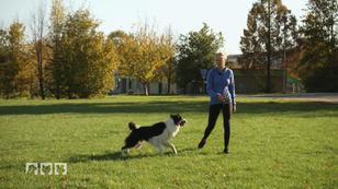 Hunde auf dem Weg zum Spitzensportler Hunde auf dem Weg zum Spitzensportler
