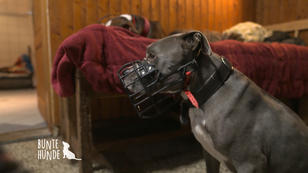Eine neue Chance für die Höllenhunde Eine neue Chance für die Höllenhunde