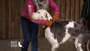 XXL Dogge - Der Sheriff auf der Westernranch XXL Dogge - Der Sheriff auf der Westernranch
