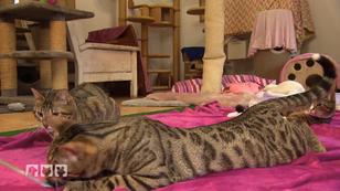 Wie bespielt man Katzen richtig? Wie bespielt man Katzen richtig?