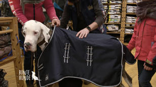 Eine neue Hundejacke für Bumblebee Eine neue Hundejacke für Bumblebee
