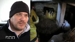 Tiere in einem einsturzgefährdeten Stall Tiere in einem einsturzgefährdeten Stall
