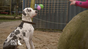 Wie beschäftigt man eine XXL Dogge? Wie beschäftigt man eine XXL Dogge?
