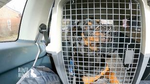 Rottweiler-Mix Sky braucht Bewegung Rottweiler-Mix Sky braucht Bewegung