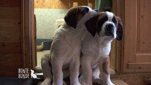 Zwei Bernardiner-Babies sind geboren Zwei Bernardiner-Babies sind geboren