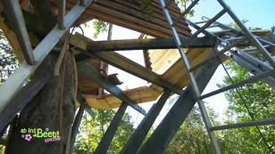 Ralf möchte ein Baumhaus bauen Ralf möchte ein Baumhaus bauen