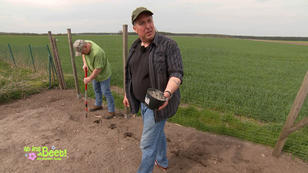 Aus Maisfeld wird ein Sonnenblumenbeet Aus Maisfeld wird ein Sonnenblumenbeet
