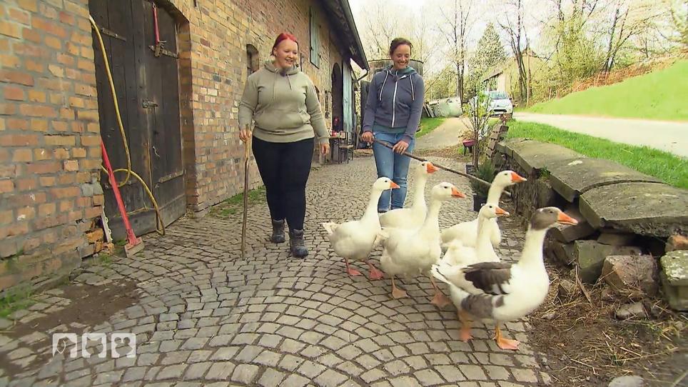 Frühstück für die Gänse! Frühstück für die Gänse!