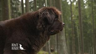 Neufundländer Fly ist Top-Sportlerin! Neufundländer Fly ist Top-Sportlerin!
