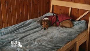 Heim für aggressive Hunde in Bispingen Heim für aggressive Hunde in Bispingen