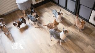 Carolin tut alles für ihre dreizehn Chihuahuas Carolin tut alles für ihre dreizehn Chihuahuas