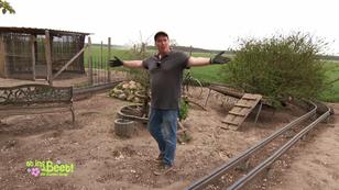 Ein Laufsteg im Hühnerstall Ein Laufsteg im Hühnerstall