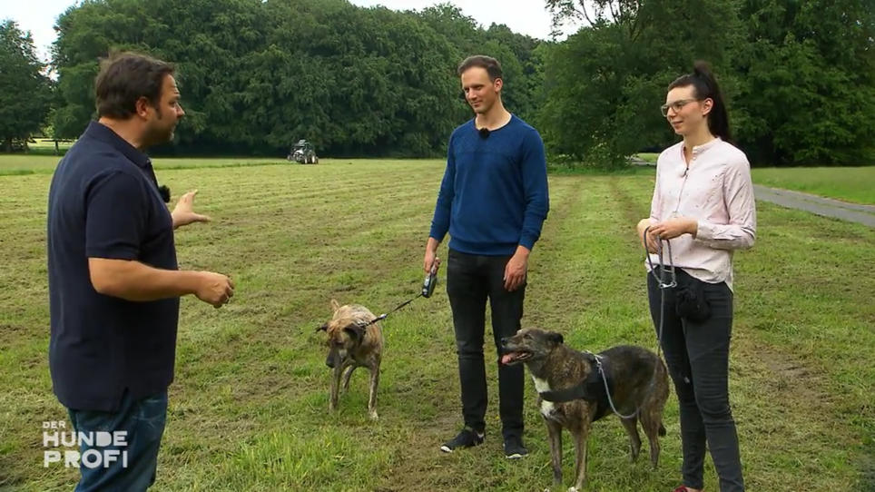 Ist Hectors Aufregung wirklich Freude? Ist Hectors Aufregung wirklich Freude?