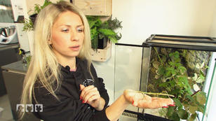 Ein neues Terrarium für Beas Stabschrecken Ein neues Terrarium für Beas Stabschrecken