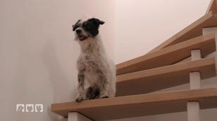 Wie empfinden Hunde Zeitspannen? Wie empfinden Hunde Zeitspannen?