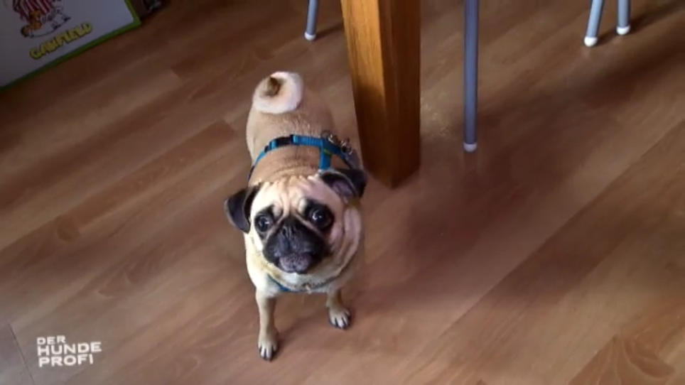 Mops Toffie ist bei Kindern außer Rand und Band Mops Toffie ist bei Kindern außer Rand und Band