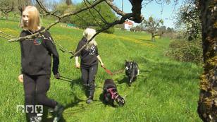 Spaziergang mit den Ziegen Spaziergang mit den Ziegen
