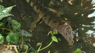 Seltene Krokodile im Kölner Zoo Seltene Krokodile im Kölner Zoo
