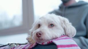 Familienhund Piet hat eine seltene Erkrankung Familienhund Piet hat eine seltene Erkrankung