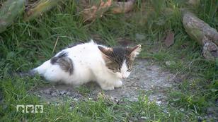 Projekt "KItty" für Streunerkatzen Projekt "KItty" für Streunerkatzen