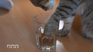 Pfoten-Vorlieben von Katzen Pfoten-Vorlieben von Katzen