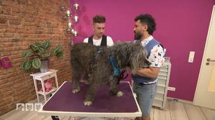 Eine alte Hundedame beim Friseur Eine alte Hundedame beim Friseur