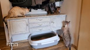Hier herrscht Katzen-Krieg! Hier herrscht Katzen-Krieg!