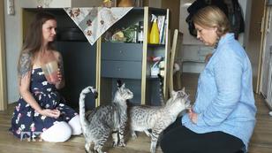 Klicker-Training gegen den Katzen-Krieg Klicker-Training gegen den Katzen-Krieg