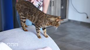 Hat sie die Lage für die Katzen verbessert? Hat sie die Lage für die Katzen verbessert?