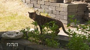 Familie Wiegand baut einen Katzengarten Familie Wiegand baut einen Katzengarten